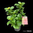 ５月中旬