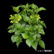 画像3: 庭のあじさい苗 【HBAフロレンシア】5号 (3)