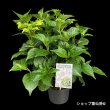 画像2: 庭のあじさい苗 【HBAフロレンシア】5号 (2)