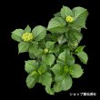 ５月中旬