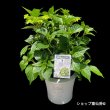 樹脂鉢植え