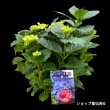 5月下旬