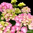 画像3: 四季咲【HBAディヴァフィオーレ・ローズ】大鉢植え (3)