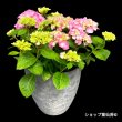 画像5: 四季咲【HBAディヴァフィオーレ・ローズ】大鉢植え (5)