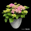 画像6: 四季咲【HBAディヴァフィオーレ・ローズ】大鉢植え (6)