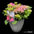 画像1: 四季咲【HBAディヴァフィオーレ・ローズ】大鉢植え (1)