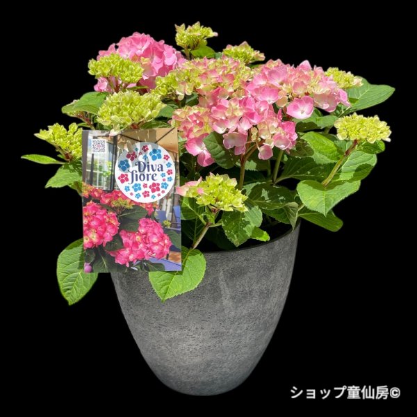 画像1: 四季咲【HBAディヴァフィオーレ・ローズ】大鉢植え (1)