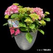 画像4: 四季咲【HBAディヴァフィオーレ・ローズ】大鉢植え (4)