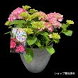 画像9: 四季咲【HBAディヴァフィオーレ・ローズ】大鉢植え (9)