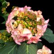 画像9: 庭のあじさい苗 【HBAフェイ】3.5号 (9)