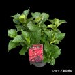 ５月中旬
