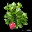 5月中旬