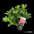 ５月中旬