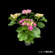 画像5: 庭のあじさい苗 【HBAフェザーピンク】3.5号 (5)
