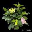 画像24: 庭のあじさい苗 【HBAグリーンリップス】5号 (24)