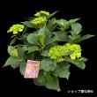 6月上旬
