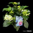 画像2: 庭のあじさい苗 【HBAクレージーテンシア】5号 (2)