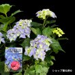 6月上旬