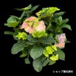 6月上旬
