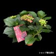 6月上旬