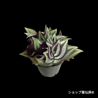 mint 　771 ⭐️超透明感⭐️【蜃気楼】クリスマスローズ 全商品 - ショップ童仙房