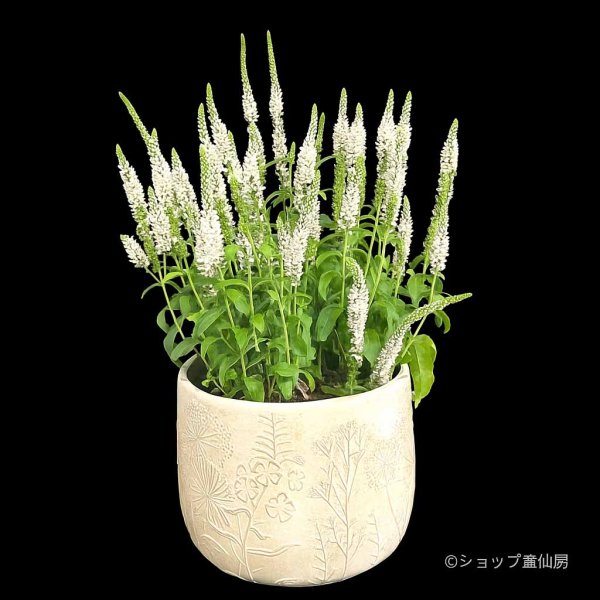 画像1: ベロニカハミングバード・ホワイト　鉢植え (1)