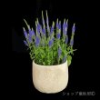 画像1: ベロニカハミングバード・ブルー　鉢植え (1)