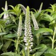 画像2: ベロニカハミングバード・ホワイト　鉢植え (2)