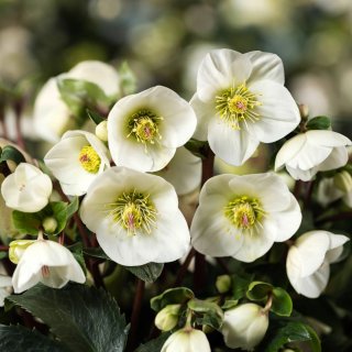 クリスマスローズ専門店ショップ童仙房 ゴールドコレクション