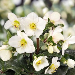 クリスマスローズ専門店 ショップ童仙房 クリスマスローズ 通信