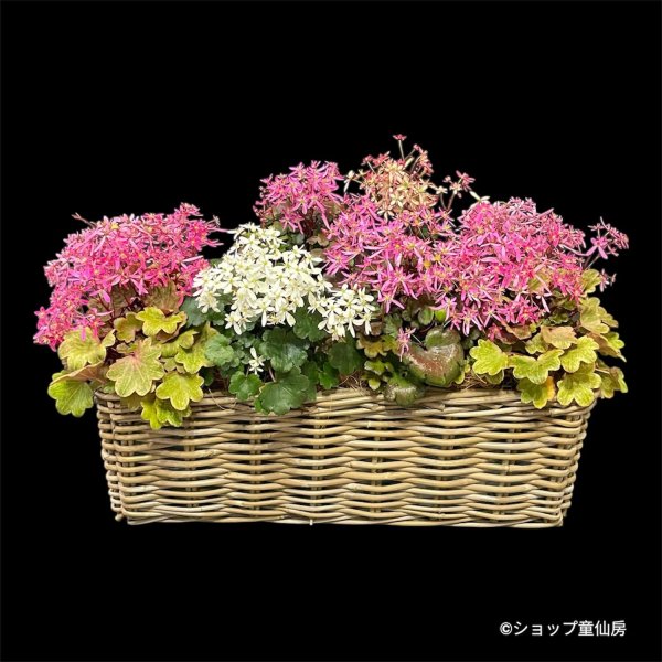 画像1: サキシフラガ・ダンシングピクシー バスケットプランター植え　 (1)