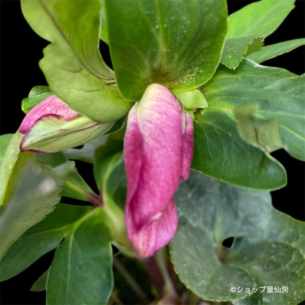 画像3: クリスマスローズ 雪の妖精HGCフロストファイヤー4.5号 (3)