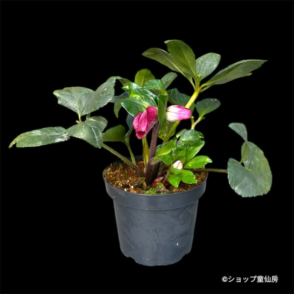 画像2: クリスマスローズ 雪の妖精HGCフロストファイヤー4.5号 (2)