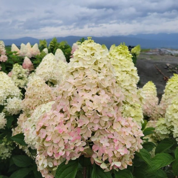 画像1: 庭のあじさい苗 【HBAパニキュラータ】紅涼（べにすず）4.5号 (1)