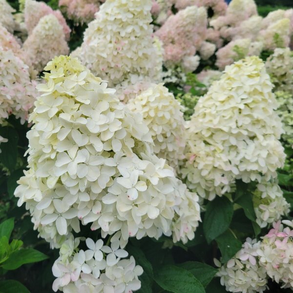 画像2: 庭のあじさい苗 【HBAパニキュラータ】紅涼（べにすず）4.5号 (2)