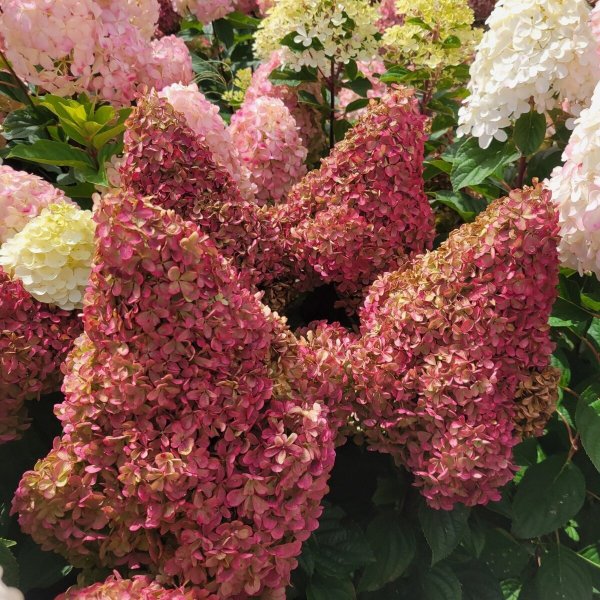 画像3: 庭のあじさい苗 【HBAパニキュラータ】朱炎（しゅえん）4.5号 (3)