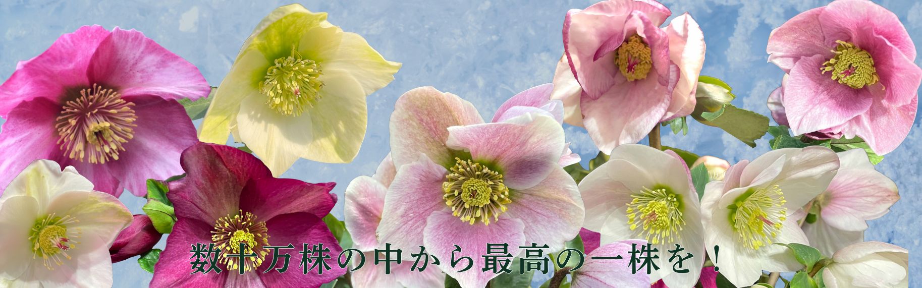 クリスマスローズ　雪の妖精　