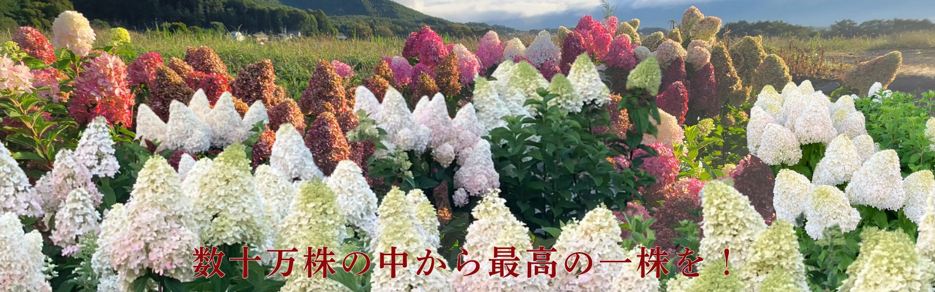 庭のあじさい　パニキュラータ