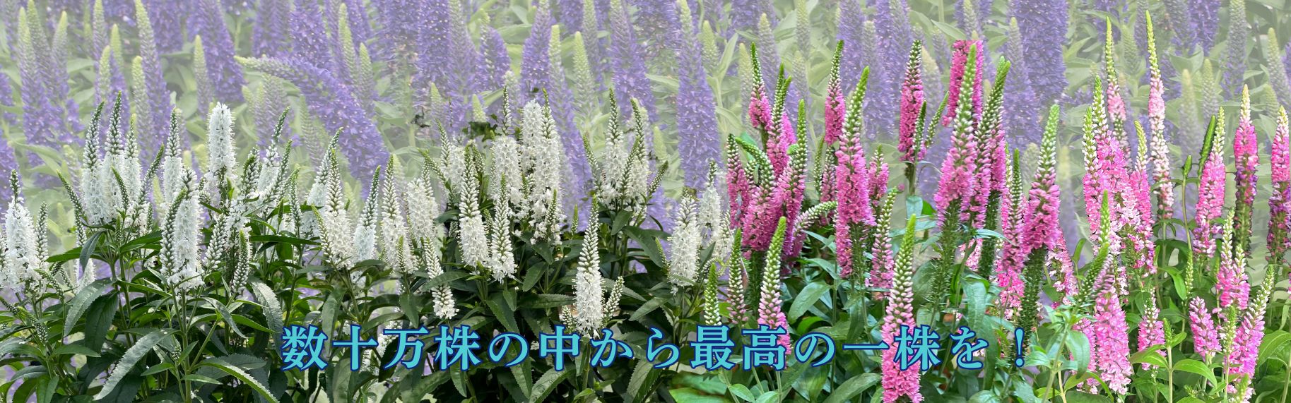 ベロニカ・ハミングバード