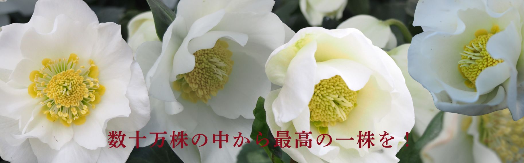 クリスマスローズ　ニゲル