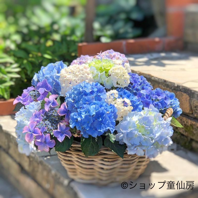 童仙房ナーセリー＆ガーデンのテーブルランジア,庭のあじさい苗【HBA 