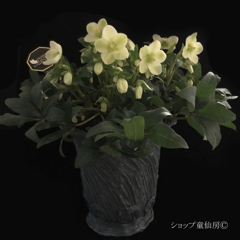 天然素材で芸術作品の手作り植木鉢 綱木紋 つなきもん ショップ童仙房のクリスマスローズをギャザリング寄せ植えに