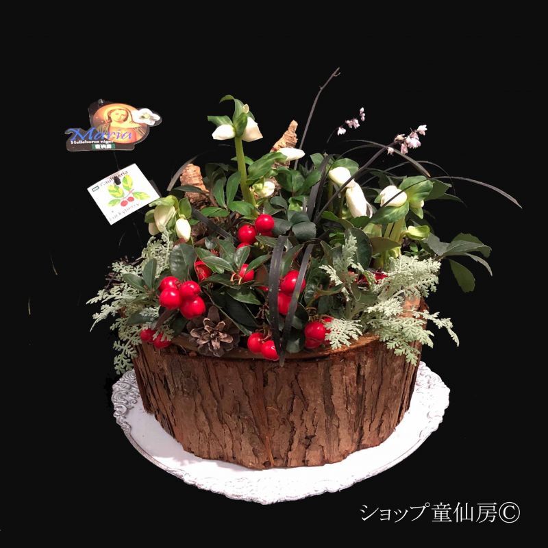 クリスマスローズはキリストの誕生花 寒い冬に満開のクリスマスローズ寄せ植えをプレゼントに