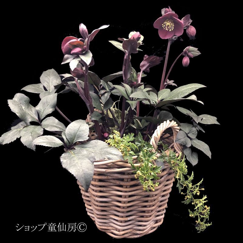 氷の薔薇メルロー 寄せ植えバスケット 現品 ショップ童仙房 氷の薔薇メルロー 寄せ植えバスケット 現品 ショップ童仙房