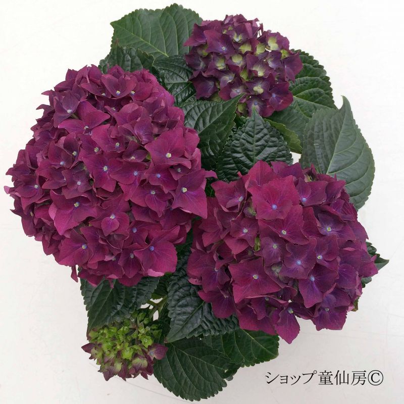 紫陽花の苗 Cascavelparts Com Br