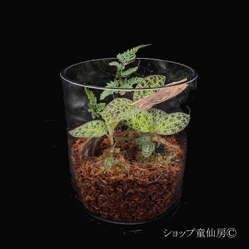 童仙房ナーセリー生産のジュエルオーキット マコデスペトラ寄せ植え ラウンドグラス をショップ童仙房よりお届けします