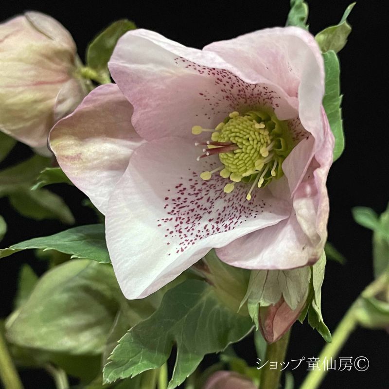 クリスマスローズHGC散らず桜5号