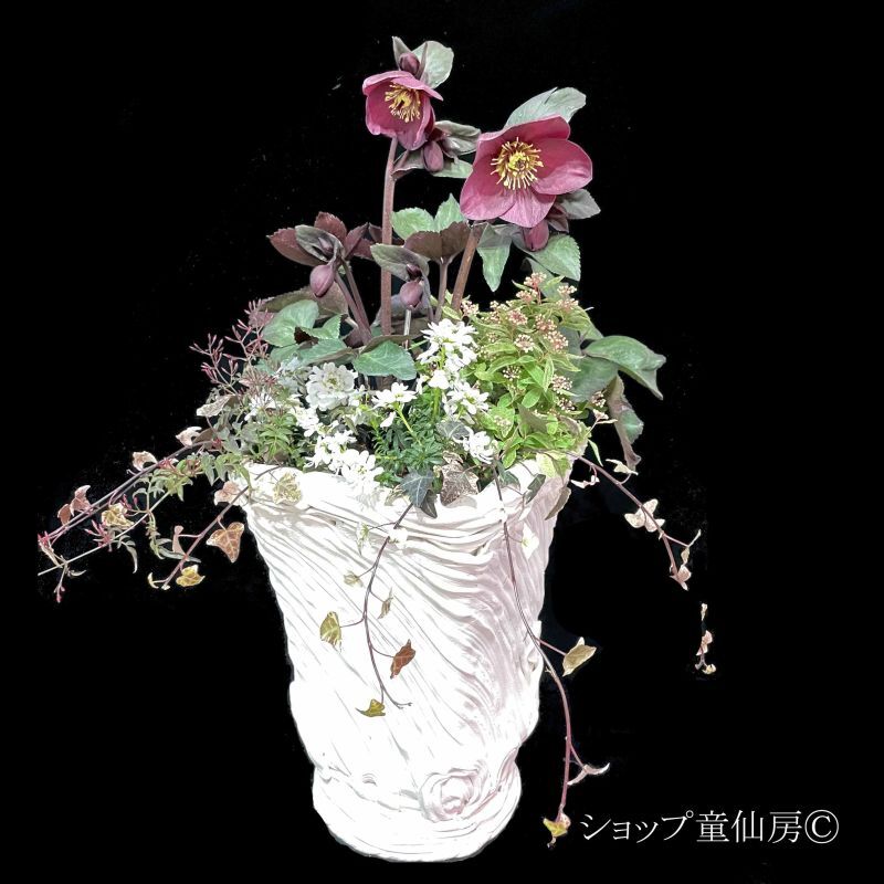 特報コーナー 童仙房ナーセリー ガーデンのクリスマスローズ 氷の薔薇ブルネッロ 寄せ植え 現品 Gold Collection クリスマスローズ専門店 ショップ童仙房