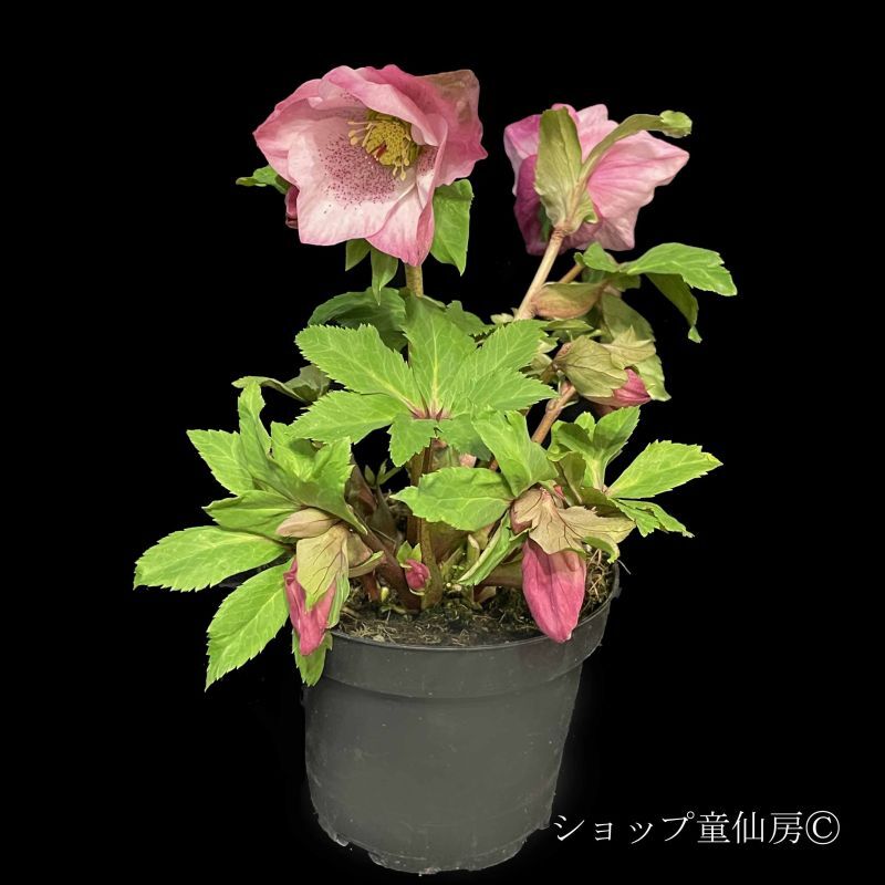 宅配 桜餅 セット1 小苗 クリスマスローズ 花 - msseeds.com