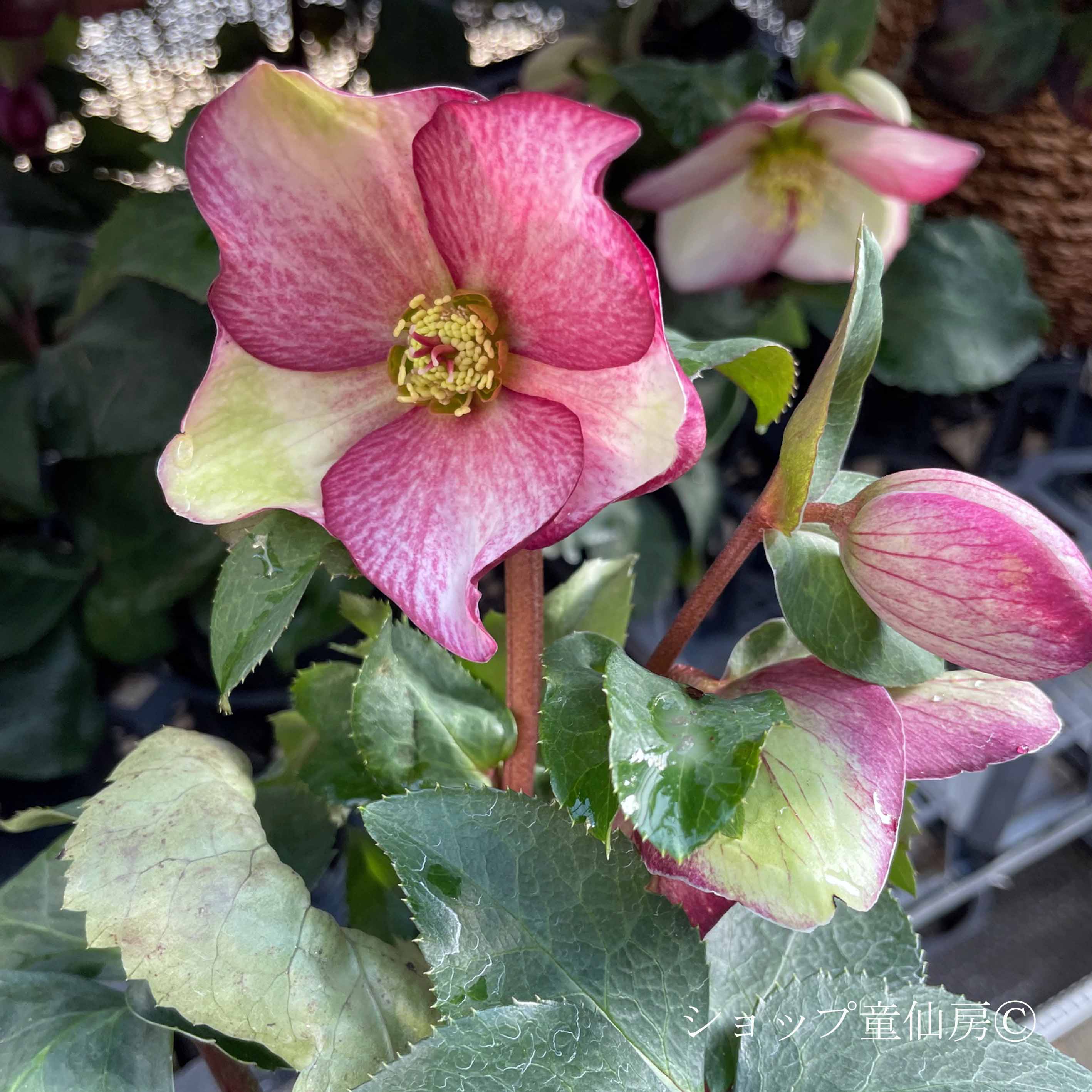 予約商品：12/10発送】クリスマスローズ・氷の薔薇 3鉢セットの